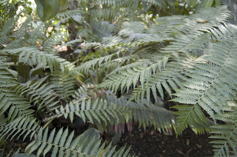 Cyathea tomentosissima, Fougère arborescente