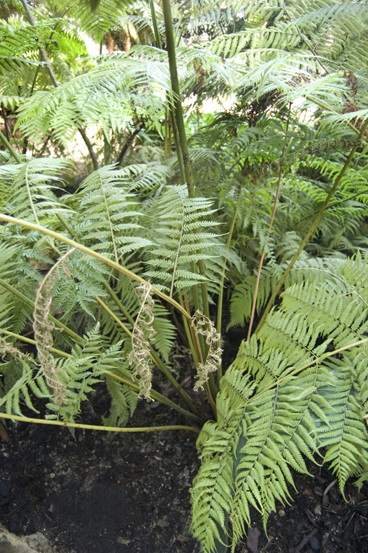 Cyathée de Cooper, Fougère arborescente