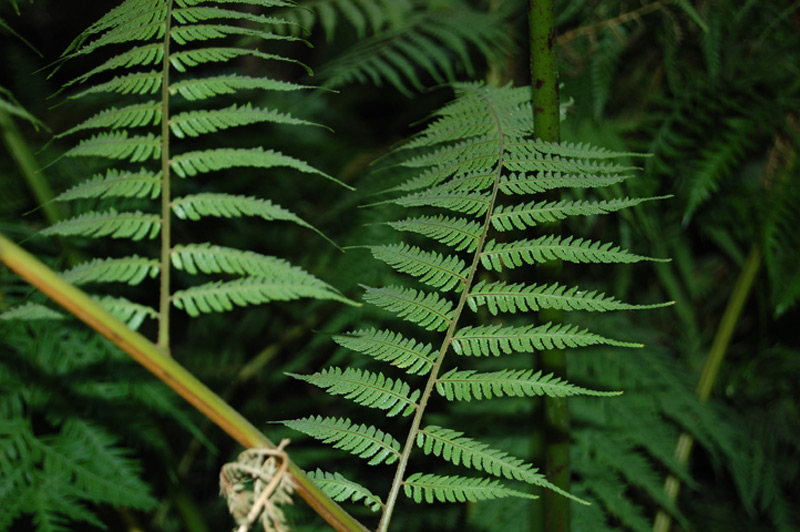 Cyathée de Cooper, Fougère arborescente