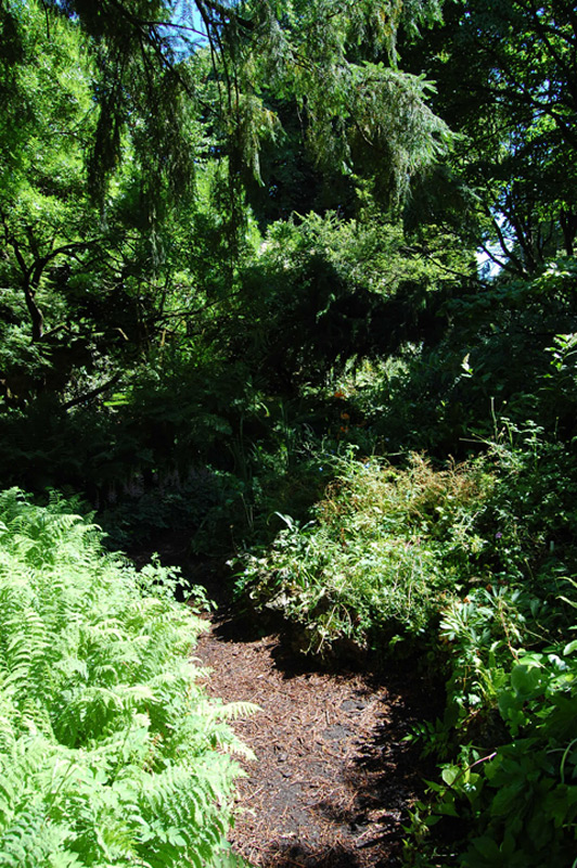 Cyprès du Japon 'Compacta'