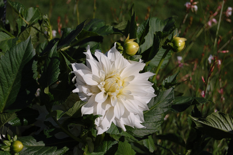 Dahlia décoratif "Albion"