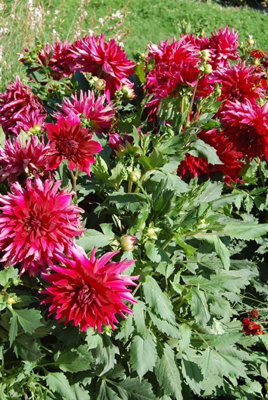 Dahlia décoratif "Aramis"