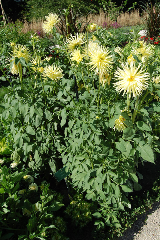 Dahlia Groupe Cactus Dentelle « Chabada »