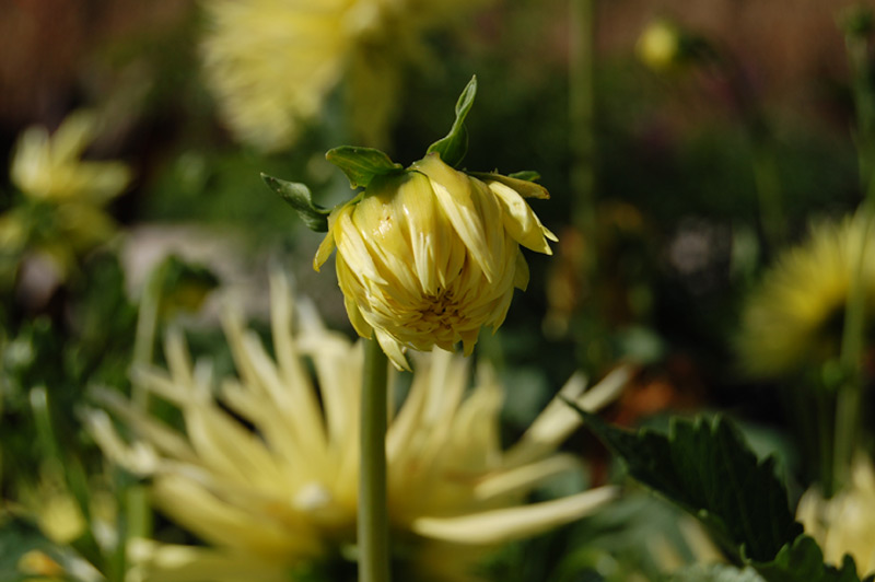 Dahlia Groupe Cactus Dentelle "Chabada"