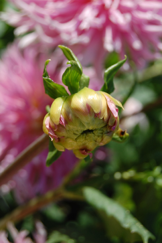 Dahlia Groupe Cactus Dentelle "Eurydice"