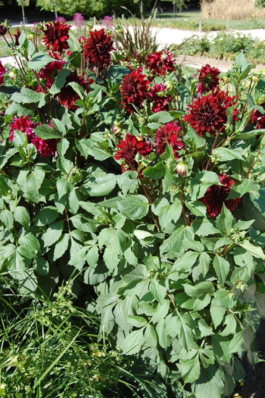 Dahlia Groupe Cactus "Prince Noir"