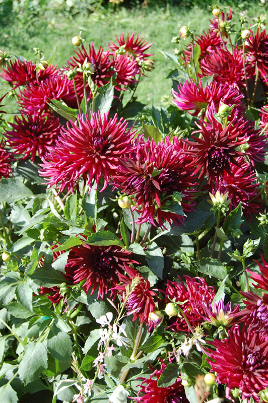 Dahlia 'Splendeur ombrée'