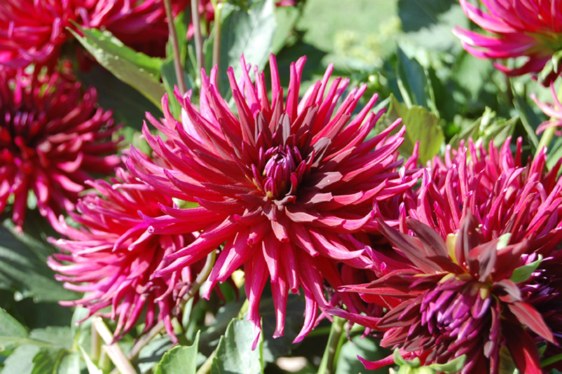 Dahlia 'Splendeur ombrée'