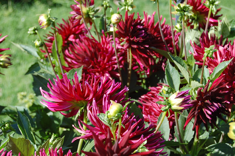 Dahlia 'Splendeur ombrée'