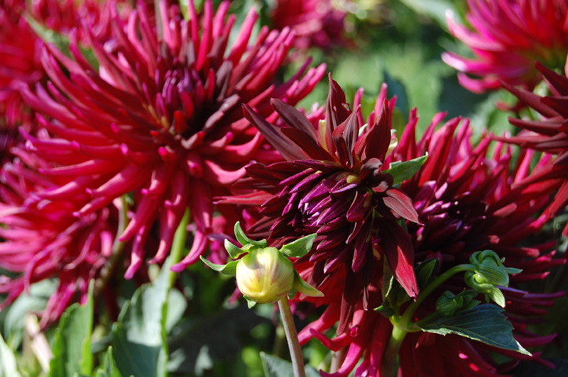 Dahlia 'Splendeur ombrée'