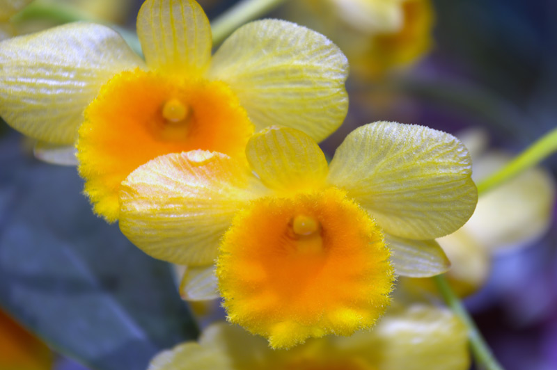 Dendrobium chrysotoxum