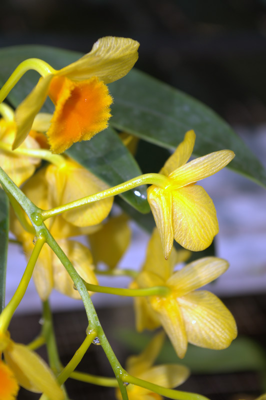 Dendrobium chrysotoxum
