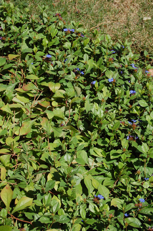Dentelaire de Lady Larpent