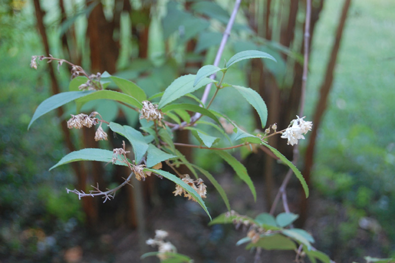 Deutzie dure 'Plena'