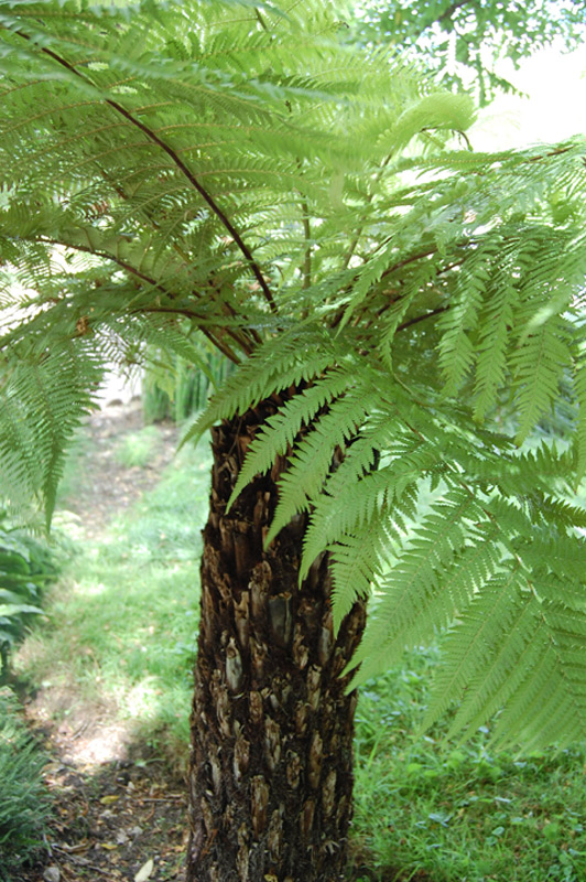 Dicksonia antarctica, Fougère arborescente