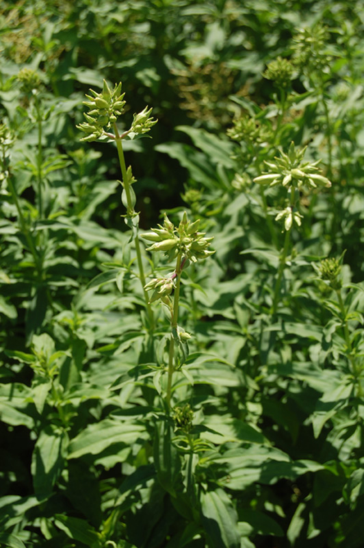 Digitale pourpre 'Excelsior'