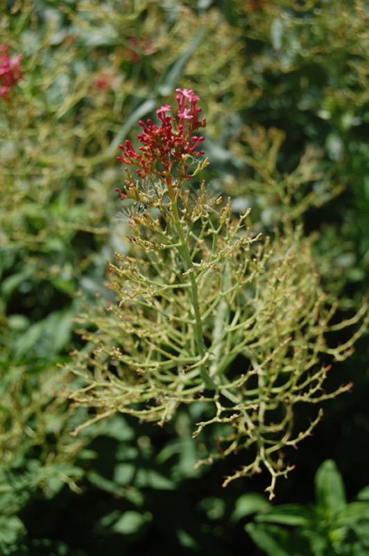 Digitale pourpre 'Excelsior'