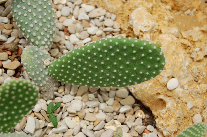 Cactus « oreilles de lapin »