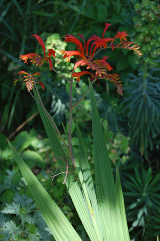 Crocosmia crocosmiiflora, Montbrétie