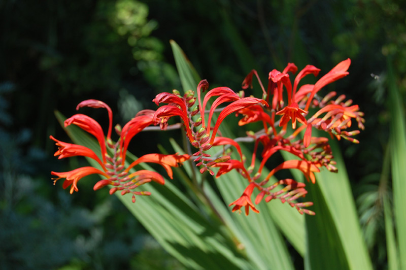 Crocosmia crocosmiiflora, Montbrétie