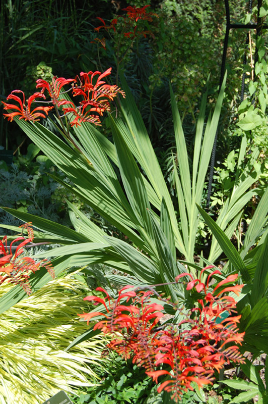 Crocosmia crocosmiiflora, Montbrétie