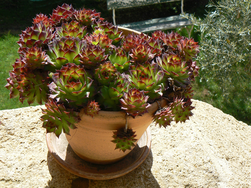 Echeveria agavoides
