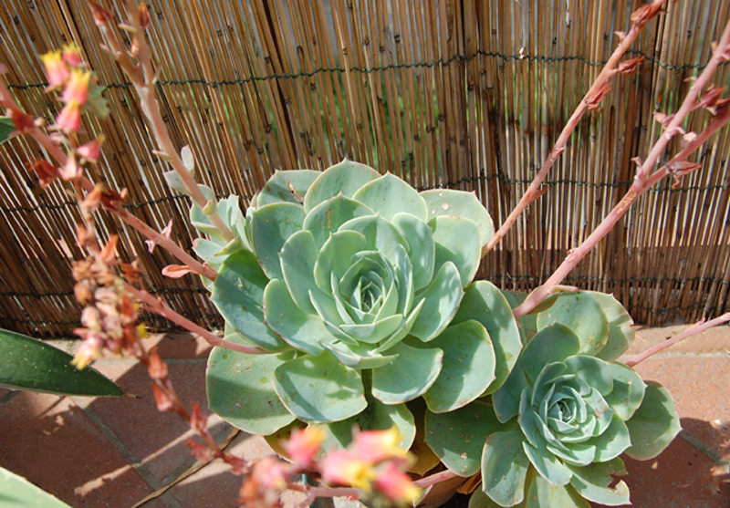 Echeveria elegans