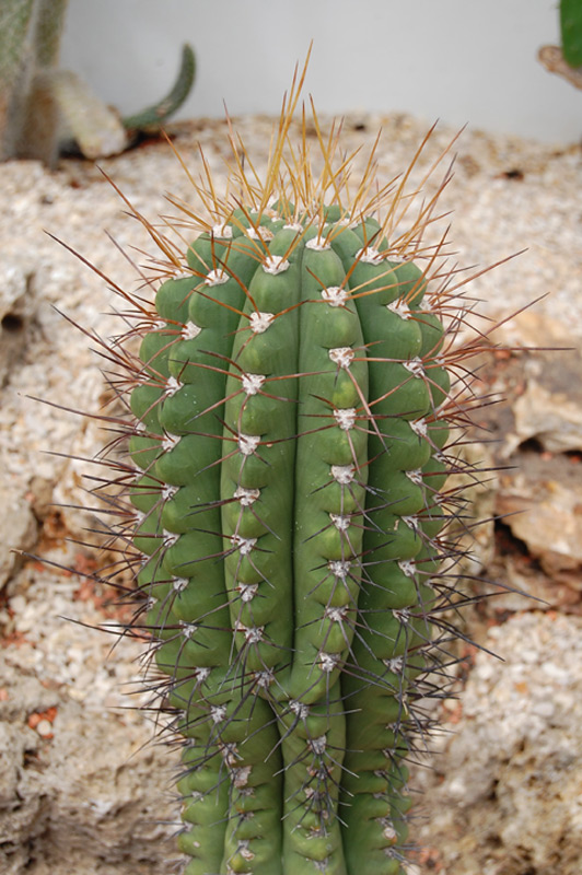 Echinopsis Bridgesii