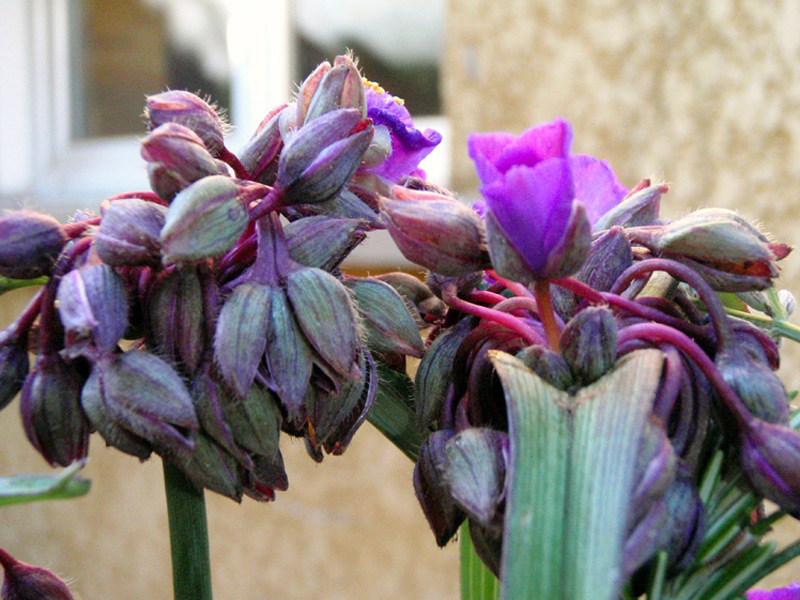 Ephémère de Virginie