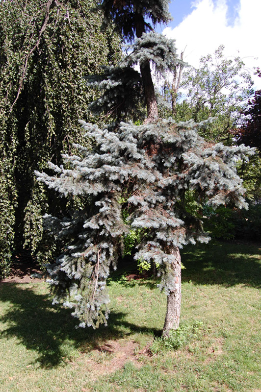 Epicéa bleu, Epinette bleue, Sapin du Colorado