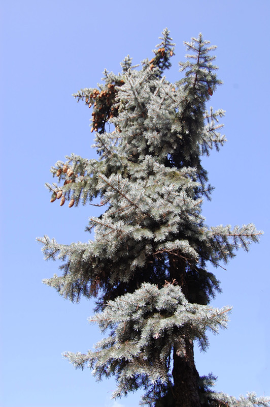 Epicéa bleu, Epinette bleue, Sapin du Colorado