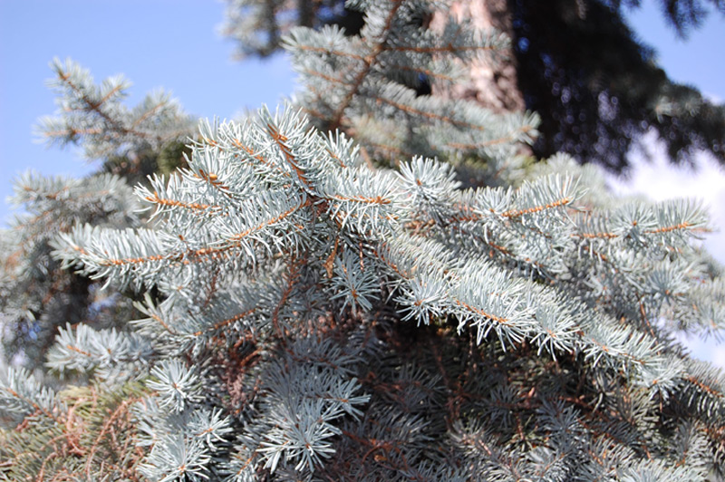 Epicéa bleu, Epinette bleue, Sapin du Colorado