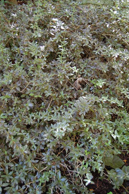 Epine-vinette-candidula