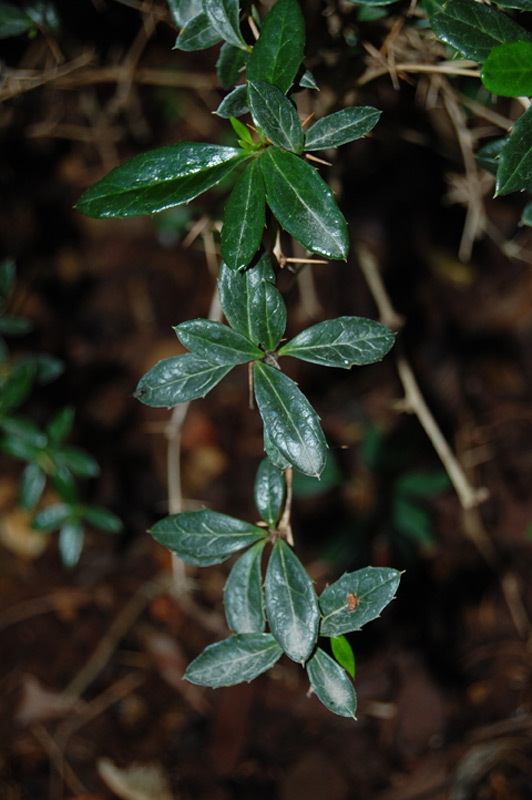 Epine-vinette-candidula