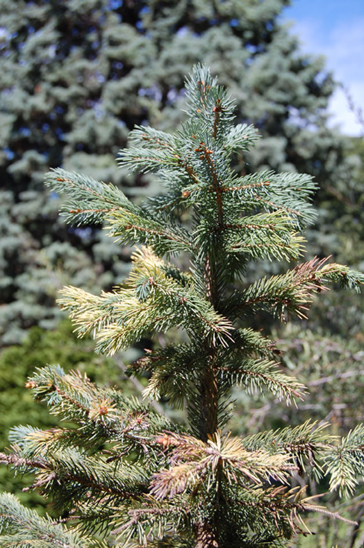 Epinette d’Engelmann, Epicéa d’Engelmann