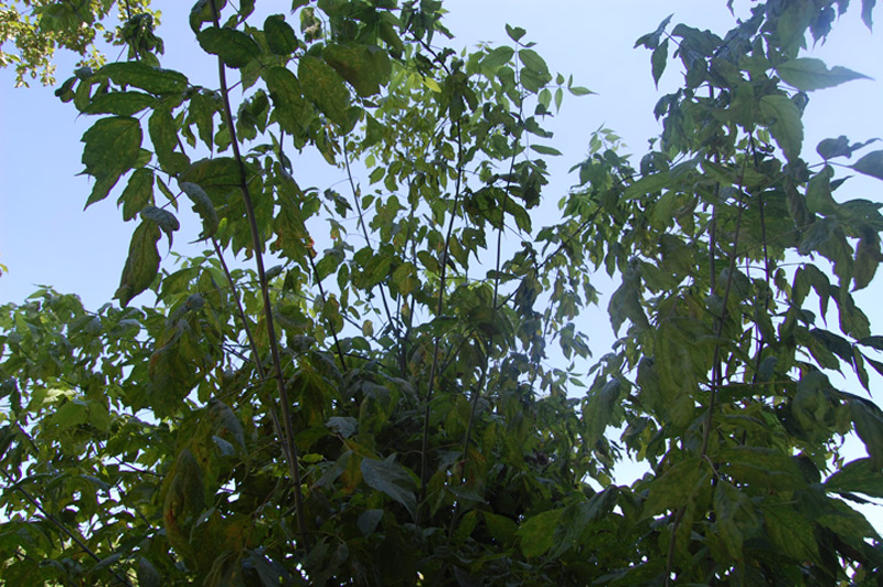 Erable Negundo panaché