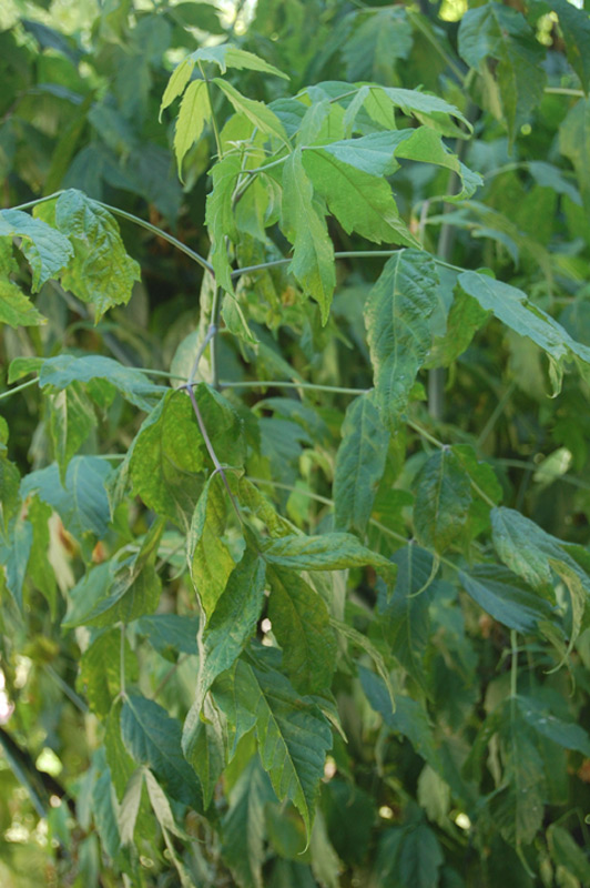 Erable Négundo, Erable à feuilles de frêne