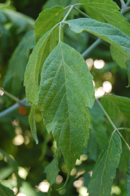 Erable Négundo, Erable à feuilles de frêne