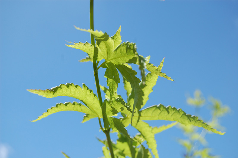 Erable palmé, Erable du Japon