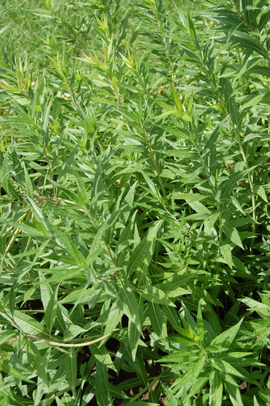 Etoile bleue, Amsonie bleue