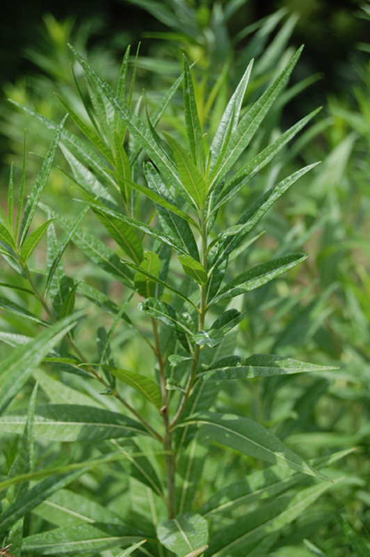 Etoile bleue, Amsonie bleue