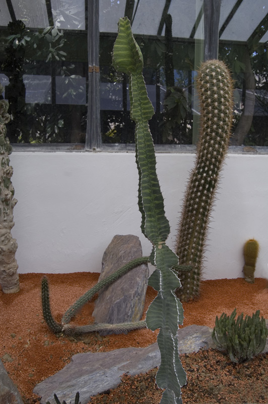 Euphorbe grandialata