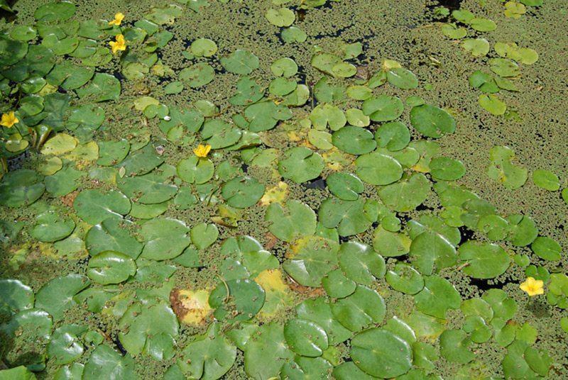 Faux nénuphar, Petit Nénufar, Nymphoidès pelté