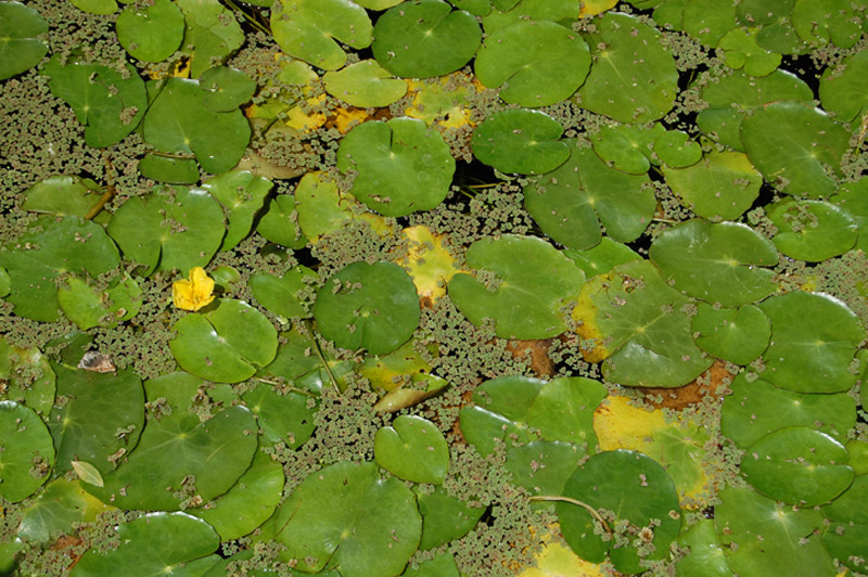 Faux nénuphar, Petit Nénufar, Nymphoidès pelté