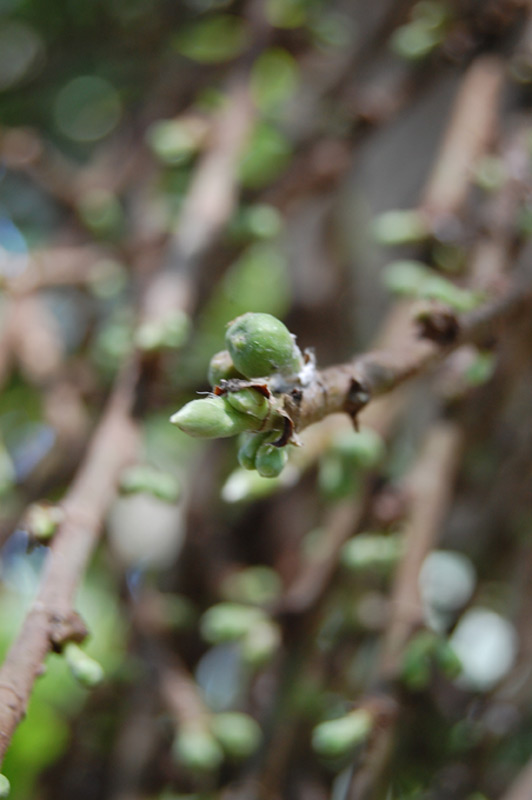 Figuier capensis, Figuier des Banayans