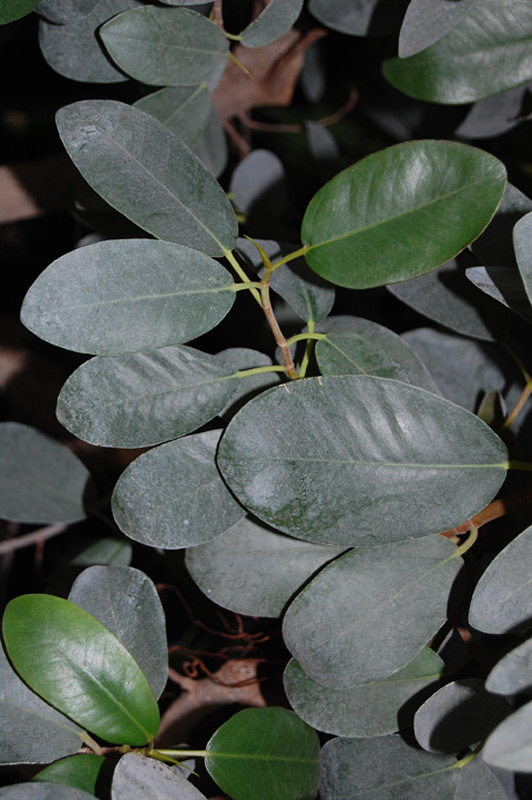 Figuier de Port Jackson, Figuier rouillé