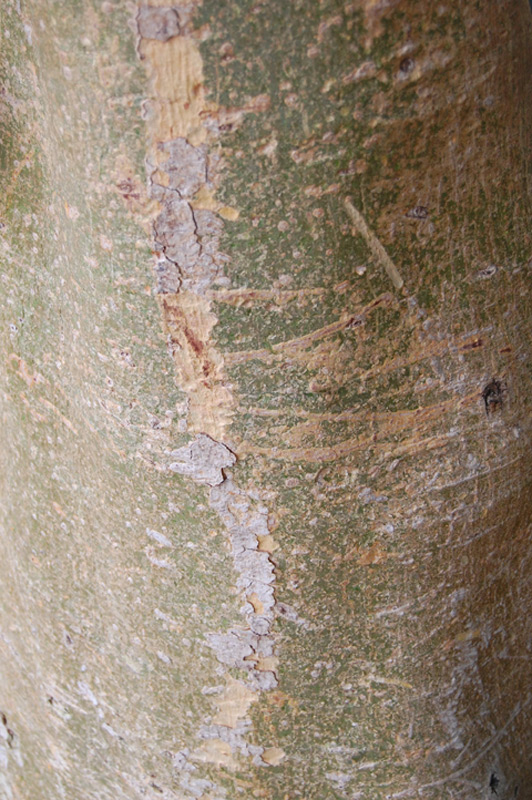 Figuier à feuilles de peuplier