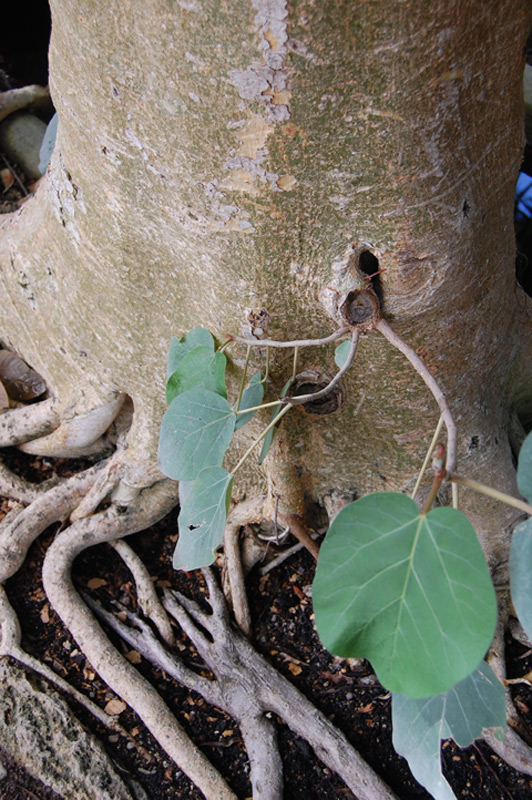 Figuier à feuilles de peuplier
