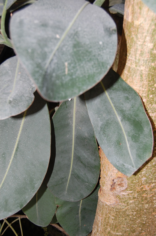 Figuier à feuilles de peuplier