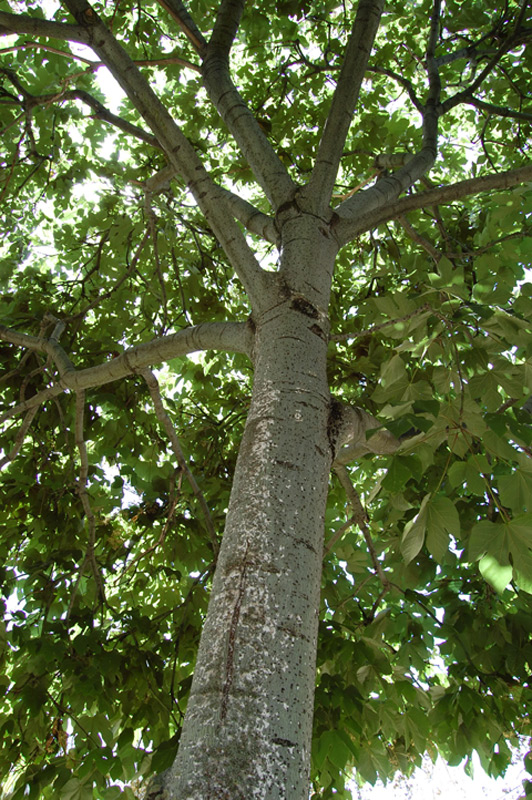 Firminia à feuilles de platane